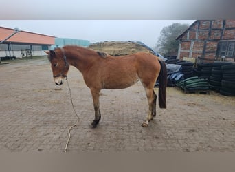 German Riding Pony, Mare, 3 years