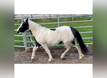 German Riding Pony, Mare, 4 years, 12.1 hh, Pinto