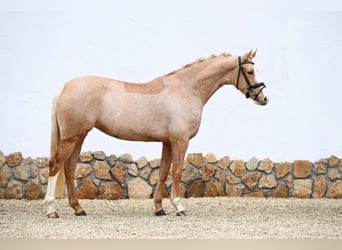 German Riding Pony, Mare, 4 years, 13.1 hh, Palomino