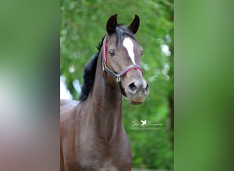 German Riding Pony, Mare, 4 years, 13.2 hh, Black