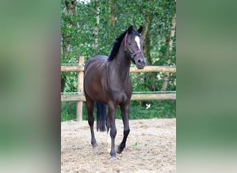 German Riding Pony, Mare, 4 years, 13.2 hh, Black