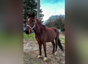 German Riding Pony, Mare, 4 years, 13.2 hh, Brown