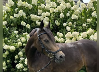 German Riding Pony, Mare, 4 years, 13.2 hh, Buckskin