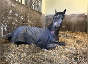 German Riding Pony, Mare, 4 years, 13.2 hh, Gray-Red-Tan