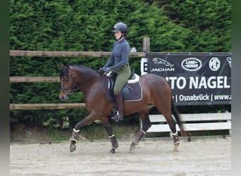 German Riding Pony, Mare, 4 years, 13.3 hh, Bay-Dark