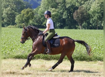 German Riding Pony, Mare, 4 years, 13.3 hh, Bay-Dark