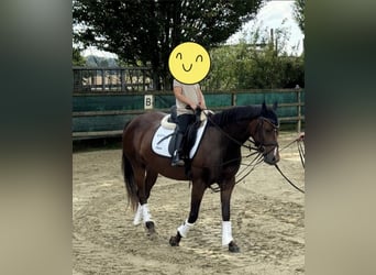 German Riding Pony, Mare, 4 years, 13.3 hh, Bay-Dark