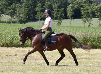 German Riding Pony, Mare, 4 years, 13.3 hh, Bay-Dark