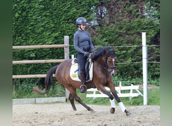 German Riding Pony, Mare, 4 years, 13.3 hh, Brown