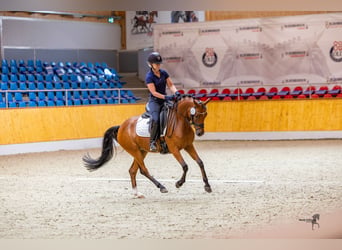 German Riding Pony, Mare, 4 years, 13.3 hh, Brown