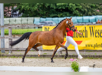 German Riding Pony, Mare, 4 years, 13.3 hh, Brown