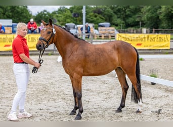 German Riding Pony, Mare, 4 years, 13.3 hh, Brown