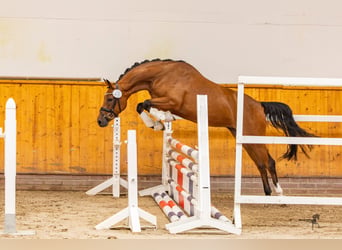 German Riding Pony, Mare, 4 years, 13.3 hh, Brown