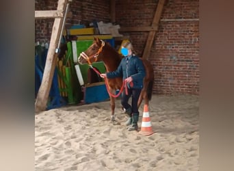 German Riding Pony, Mare, 4 years, 13.3 hh, Chestnut-Red