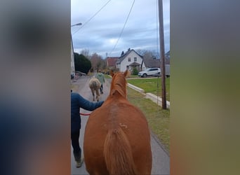 German Riding Pony, Mare, 4 years, 13.3 hh, Chestnut-Red