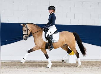 German Riding Pony, Mare, 4 years, 13.3 hh, Dun