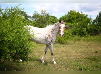 German Riding Pony Mix, Mare, 4 years, 13.3 hh, Leopard-Piebald