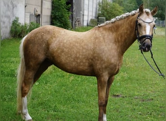 German Riding Pony, Mare, 4 years, 13,3 hh, Palomino