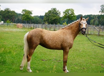 German Riding Pony, Mare, 4 years, 13,3 hh, Palomino