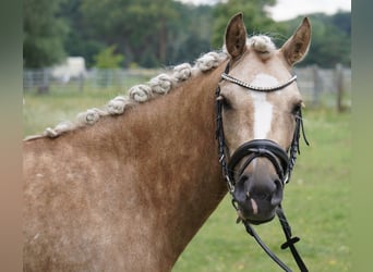 German Riding Pony, Mare, 4 years, 13,3 hh, Palomino