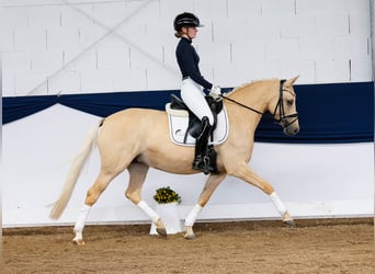 German Riding Pony, Mare, 4 years, 13.3 hh, Palomino