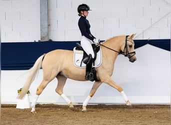 German Riding Pony, Mare, 4 years, 13.3 hh, Palomino