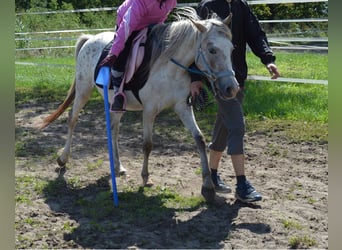 German Riding Pony Mix, Mare, 4 years, 13,1 hh, Leopard-Piebald