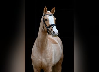 German Riding Pony, Mare, 4 years, 13,1 hh, Palomino