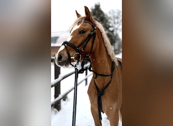 German Riding Pony, Mare, 4 years, 13,2 hh, Palomino