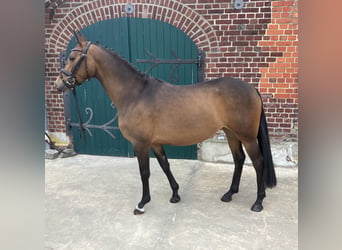 German Riding Pony, Mare, 4 years, 14.1 hh, Bay-Dark