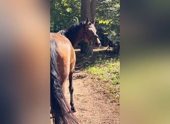 German Riding Pony, Mare, 4 years, 14.1 hh, Brown