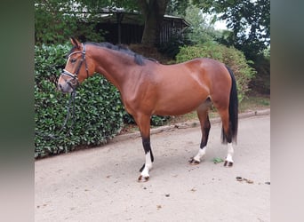 German Riding Pony, Mare, 4 years, 14.1 hh, Brown