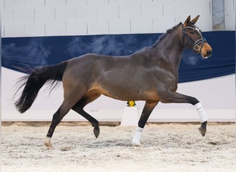 German Riding Pony, Mare, 4 years, 14,1 hh, Brown