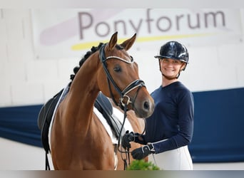 German Riding Pony, Mare, 4 years, 14.1 hh, Brown