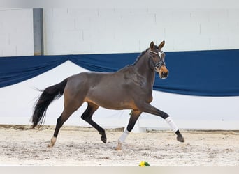 German Riding Pony, Mare, 4 years, 14,1 hh, Brown