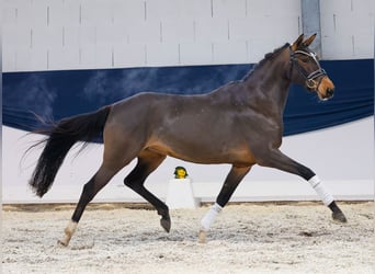 German Riding Pony, Mare, 4 years, 14,1 hh, Brown