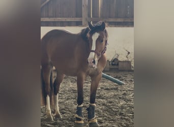 German Riding Pony, Mare, 4 years, 14.1 hh, Brown