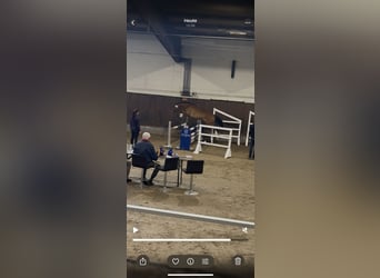 German Riding Pony, Mare, 4 years, 14.1 hh, Brown