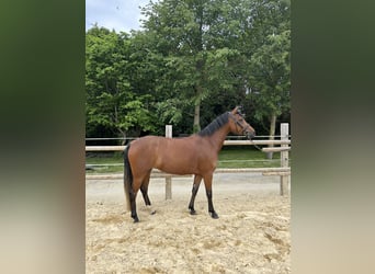 German Riding Pony Mix, Mare, 4 years, 14.1 hh, Brown