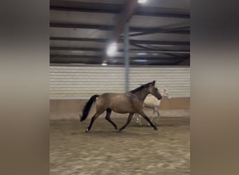 German Riding Pony, Mare, 4 years, 14.1 hh, Buckskin