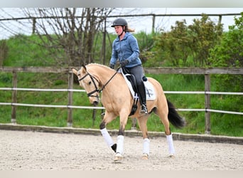 German Riding Pony, Mare, 4 years, 14.1 hh, Buckskin