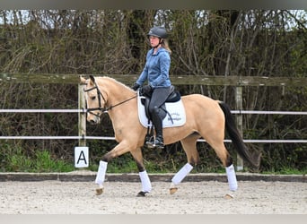 German Riding Pony, Mare, 4 years, 14.1 hh, Buckskin