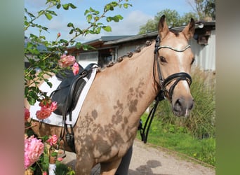 German Riding Pony, Mare, 4 years, 14.1 hh, Buckskin