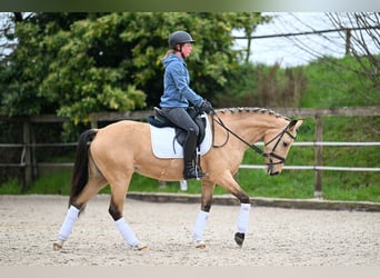 German Riding Pony, Mare, 4 years, 14.1 hh, Buckskin