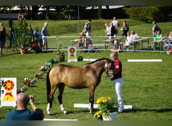 German Riding Pony, Mare, 4 years, 14.1 hh, Buckskin