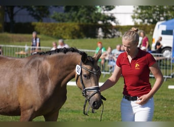 German Riding Pony, Mare, 4 years, 14.1 hh, Buckskin