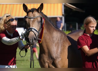 German Riding Pony, Mare, 4 years, 14.1 hh, Buckskin