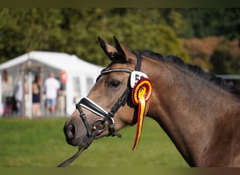 German Riding Pony, Mare, 4 years, 14.1 hh, Buckskin