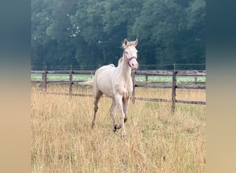 German Riding Pony, Mare, 4 years, 14.1 hh, Champagne