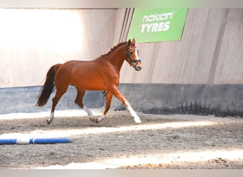 German Riding Pony, Mare, 4 years, 14,1 hh, Chestnut-Red